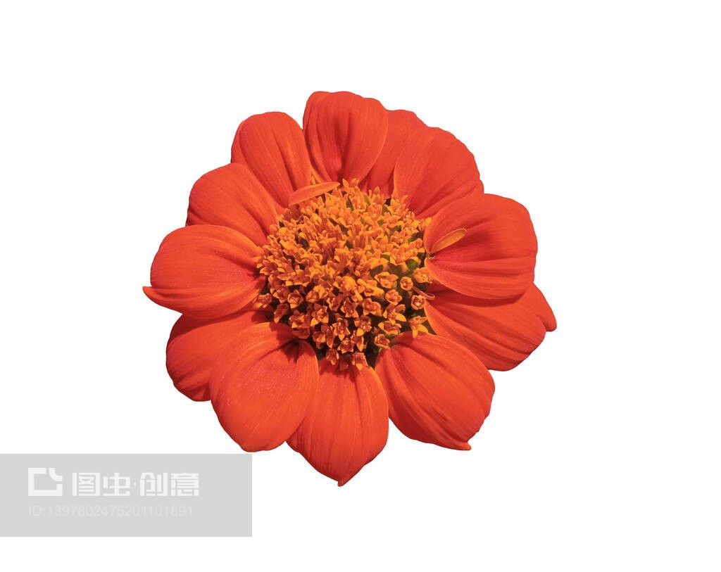 俯视图,美丽的单橙色百日草花卉盛开孤立在白色背景,用于股票照片或插图,广告产品设计,珊瑚红色